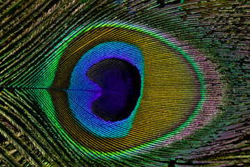 Obraz premium Peacock feather closeup in full frame. Peacock feather background, texture.