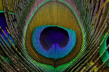 Peacock feather closeup in full frame. Peacock feather background, texture.