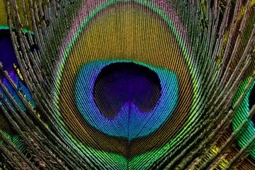 Keuken spatwand met foto Peacock feather closeup in full frame. Peacock feather background, texture. © Jalpa Malam