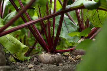 A row of red beets on a bed in the garden.