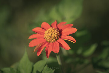 a daisy flower at sunset