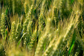 Wheat is growing in the field ,The wheat fields are under the blue sky and white clouds