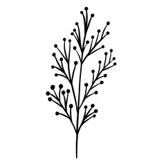 Winter twig line illustration isolated. Botanical wildflower.