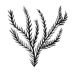 Winter twig line illustration isolated. Botanical wildflower.