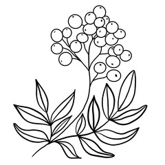 Winter twig line illustration isolated. Botanical wildflower.