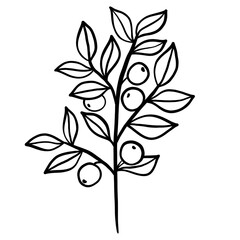 Winter twig line illustration isolated. Botanical wildflower.