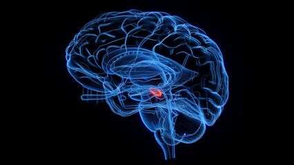 3D rendered medical illustration subthalamic nucleus