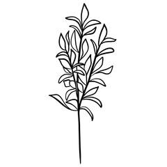 Winter twig line illustration isolated. Botanical wildflower.