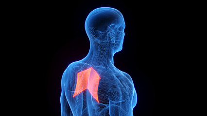 3D rendered medical illustration of a man's rhomboid major