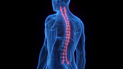 3D rendered medical illustration of a man's rotatores