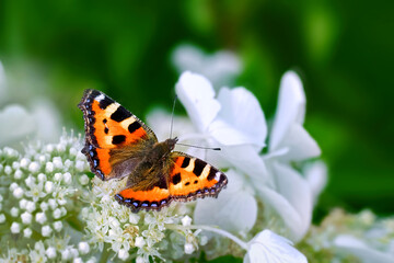 Fototapeta na wymiar Tortoiseshell butterfly - Aglais urticae on white flowers against green background. Reddish orange butterfly, with black and yellow markings on the forewings, blue spots around the edge of the wings