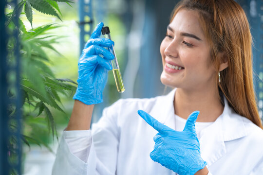 Female Scientist Working For Alternative Plant Medicals Research Ganja Leaf Of Cannabis Plant In Medicine Laboratory, Woman Doctor Having Science Oil Test With Natural Hemp For Health Wild Herbal Drug