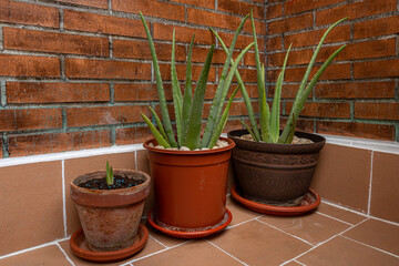 Aloe vera plants of different ages in pots.