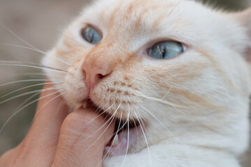 cute kitten bites human hand - close up portrait