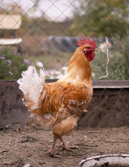 standing ginger rooster standing in profile - vertical photo