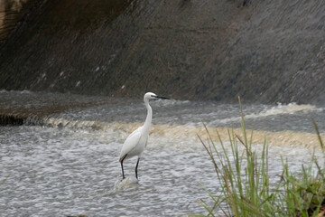 ardea alba/ white heron portrait africa kenya