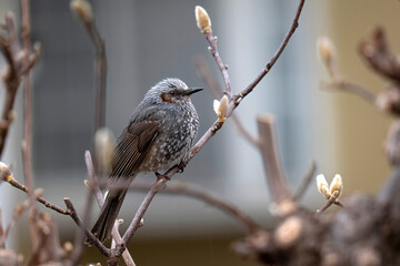日本の野鳥 ヒヨドリ	