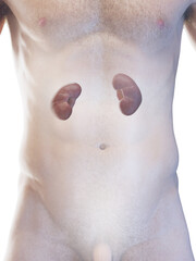 3D rendered medical illustration of a man's kidneys