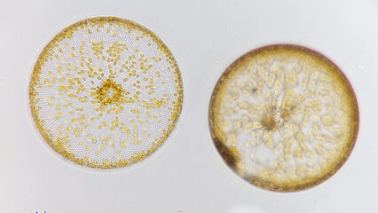 Marine phytoplankton, Coscinodiscus sp. Living cells. Selective focus image