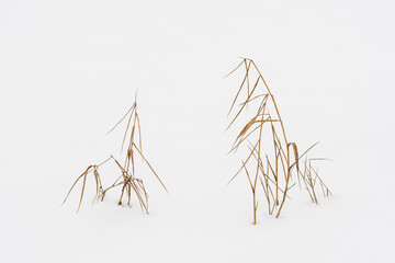 Graphical view of sedge plant drying on frozen lake. Winter minimal. - 566522411