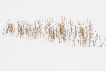 Graphical view of sedge plant drying on frozen lake. 
