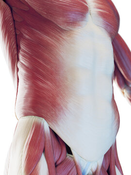 3D rendered medical illustration of a man's abdominal muscles