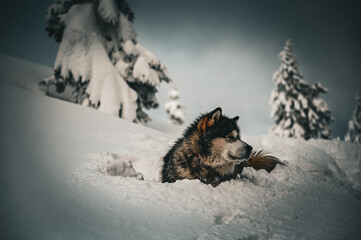 Alaskan malamute in the snow