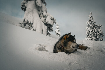 Alaskan malamute in the snow