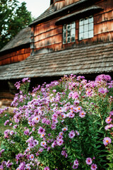 bright purple flowers chrysanthemums near an old wooden house