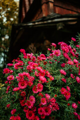 Fototapeta na wymiar bright red flowers chrysanthemums near an old wooden house or churches 1