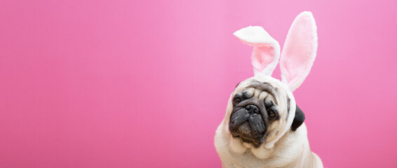 Beige pug dog with rabbit bunny ears on a pink background. Easter concept. The concept of carnival, costume party, Halloween. copyspace, web banner