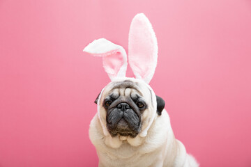Beige pug dog with rabbit bunny ears on a pink background. Easter concept. The concept of carnival, costume party, Halloween. copyspace.