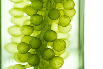 Photobioreactor in medical science laboratory algae fuel biofuel industry, nature algal research, energy and healthcare treatment biotechnology, coronavirus covid-19 vaccine, eco living sustainable