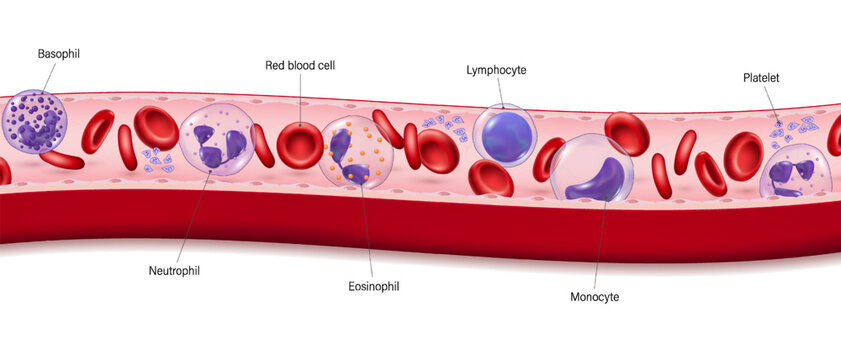 Human blood vessels. Red blood cells, Platelets and White blood cells (Basophil, Neutrophil, Eosinophil, Lymphocyte and Monocyte. Erythrocyte, lymphocyte and thrombocyte.