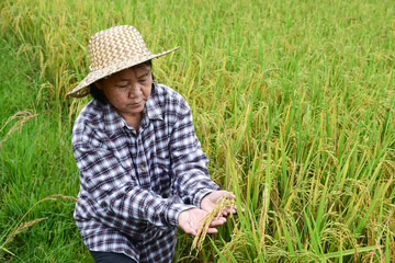 Asian elderly female holds earrice in her hands happily for her first rice growing after retirement, soft focus.