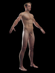 3D rendered medical illustration of a man's integumentary system - obrazy, fototapety, plakaty