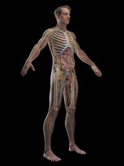 Fototapeta na wymiar 3D rendered medical illustration of a man's internal organs