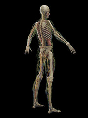 Fototapeta premium 3D rendered medical illustration of a man's internal organs