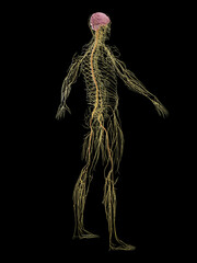 Obraz premium 3D rendered medical illustration of a man's nervous system