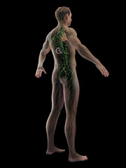3D rendered medical illustration of a man's immune system