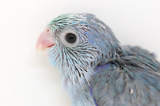 Selective focus of forpus parrotlet newborn bird studio shot on white background