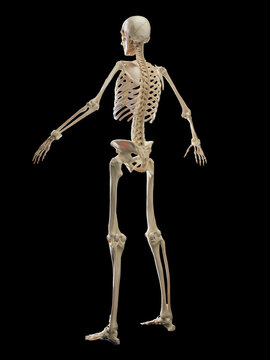 3D rendered medical illustration of a man's skeletal system