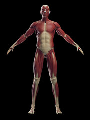 Fototapeta na wymiar 3D rendered medical illustration of a man's muscular system