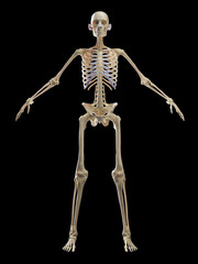 3D rendered medical illustration of a man's skeletal system