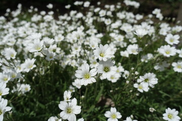 Fototapeta na wymiar Profusion of white flowers of Cerastium tomentosum in mid May