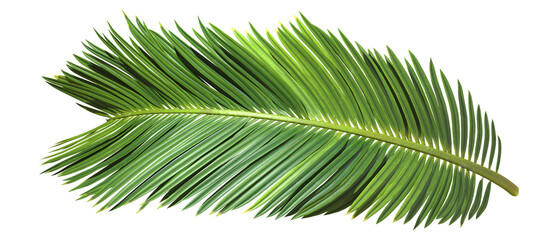 Palm leaves branch cut out backgrounds 3d rendering png