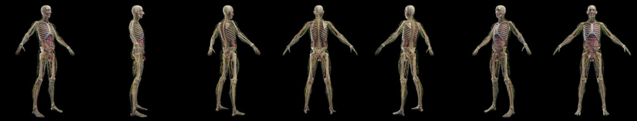 3D rendered medical illustration of a man's internal organs