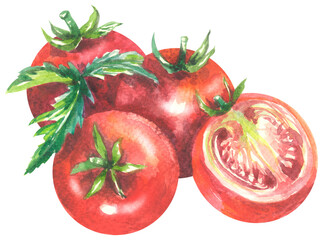 Watercolor branch of tomato illustration