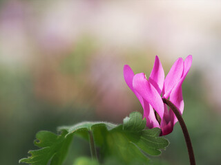 Beautiful pink cyclamen on a blurred background