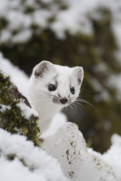 ERMELLINO Mustela erminea